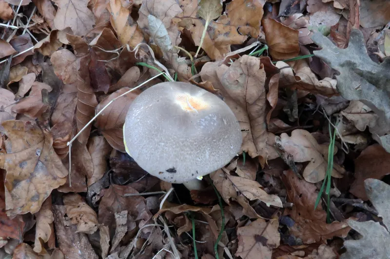 Agaricus moelleri 1 - IMG_2289